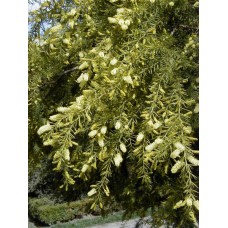 Acacia Prickly Moses Wattle x 1 Plant Australian Native Yellow Flowering Shrubs Hardy Small Trees Star Leaved Hedge Screening Rockery Mimosa verticillata